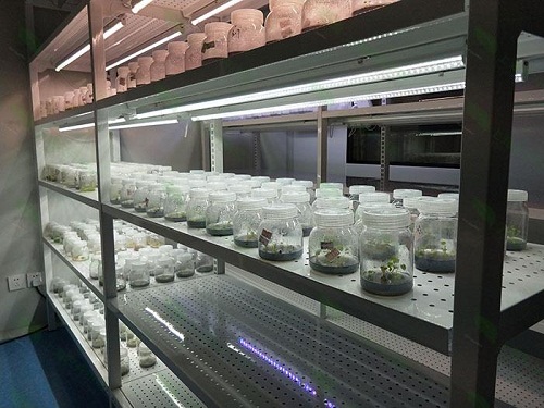 光泽植物组织培养实验室设计建设方案